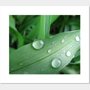 Water Droplets Posters and Art